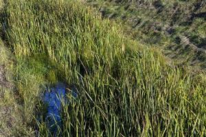 Green grass with a lot of damage and defects photo