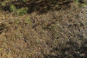 The ground covered with fallen pine needles in the forest photo