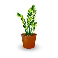 Zamiokulkas Dollar Tree in pot isolated on white background. Houseplant in a pot for room decoration. Vector illustration of green plant for home and office.