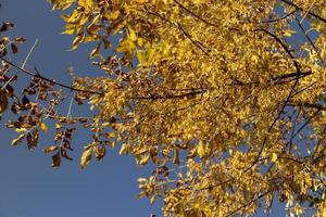 Maple tree foliage in autumn photo