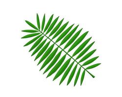 Palm branch, tropical leaves. Illustration for printing, backgrounds, covers and packaging. Image can be used for greeting cards, posters, stickers and textile. Isolated on white background. vector