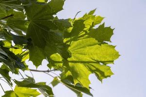 green maple leaves in late summer photo