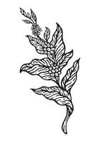 ramas de cafeto con flores, hojas y frijoles. dibujo a lápiz de estilo natural. vector