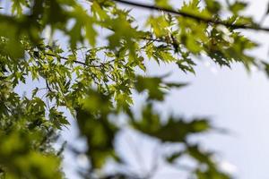 green maple leaves in late summer photo