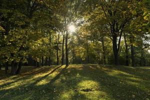 Autumn park with trees during leaf fall photo