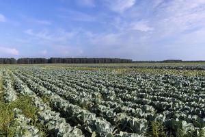 Agricultural field where cabbage is grown in cabbages photo