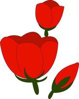 Red tulips, illustration, vector on white background