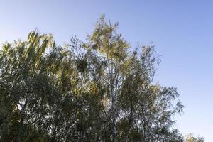 Birch forest with trees with yellow and green foliage photo
