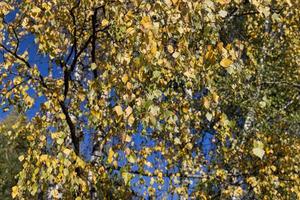 clima soleado de otoño en un bosque de abedules con un cielo azul foto