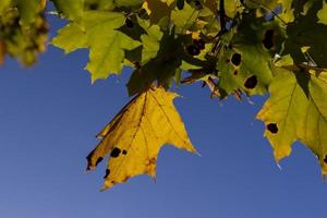 Maple tree foliage in autumn photo