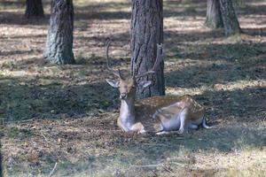 ciervo descansando cuando hace calor foto