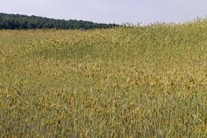 An agricultural field where ripening cereal wheat grows photo