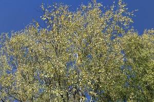 sunny autumn weather in the birch forest photo