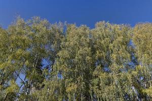 bosque de abedules con abedules altos en otoño foto