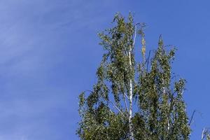 High birch tree in summer photo