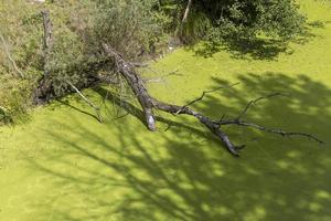 Swampy terrain with plants in summer photo