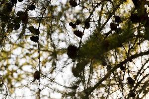 Spruce branches with green needles in sunny weather photo