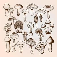 Vector sketch with mushrooms