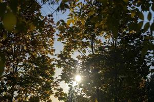 Yellowing maple foliage in the autumn season photo