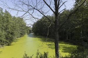 Swampy terrain with plants in summer photo