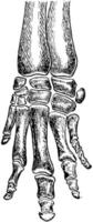 Bones of Coney Foot, vintage illustration. vector