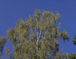 mixed forest with trees of different species in the summer season photo