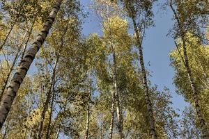 sunny autumn weather in the birch forest photo
