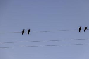 cables de alto voltaje con pájaros foto