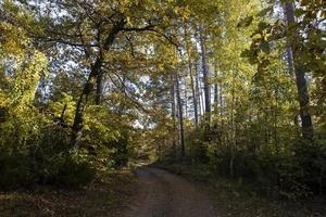 bosque de otoño con árboles durante la caída de las hojas foto