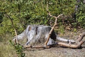 An old dried tree stump in the summer photo