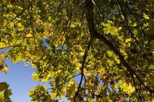 árbol de arce durante la temporada de otoño foto