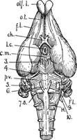 Under Surface of Rabbit Brain, vintage illustration vector
