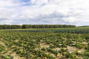 Agricultural field where cabbage is grown in cabbages photo