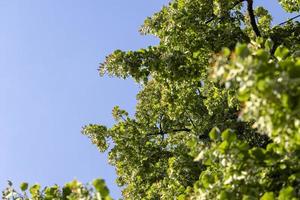 High linden tree in summer photo