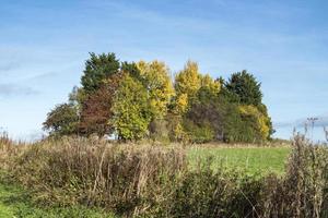 Copse of trees with beautiful autumn foliage photo