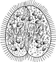 Paramecium, vintage illustration. vector