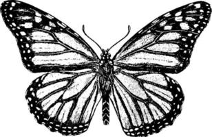 mariposa monarca, ilustración vintage. vector
