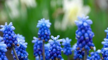närbild av en blomma muscari första blå vårblomman och narcisser efter regn, rack fokus video