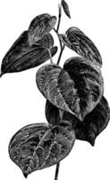 Piper Porphyrophyllum vintage illustration. vector