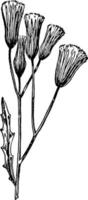 Fireweed, Erechtites, Hieracifolia, Composite, Compositae, America, annual, herb vintage illustration. vector