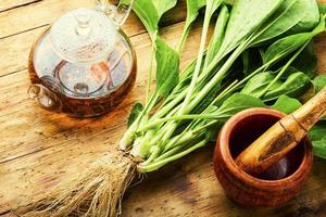 Plantain in herbal medicine photo