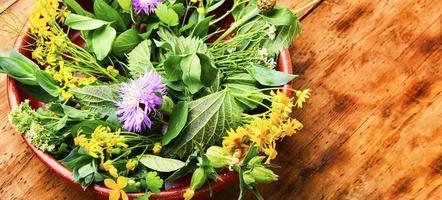 Natural medicine,fresh plants,healing herbs photo