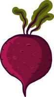 Beautiful beet, illustration, vector on white background