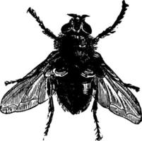 mosca o calliphora vomitoria, ilustración vintage. vector