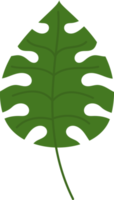 hoja tropical monstera png