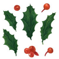 Christmas floral watercolor set with Holly leaves png