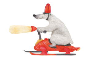 Polar bear drives on a snowmobile png