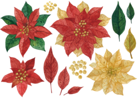 Flowers and leaves of poinsettia. Watercolor png