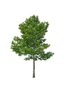 grüner baum isoliert png