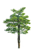 pine tree isolated png